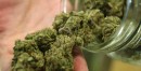 The Battle for Marijuana in Maryland