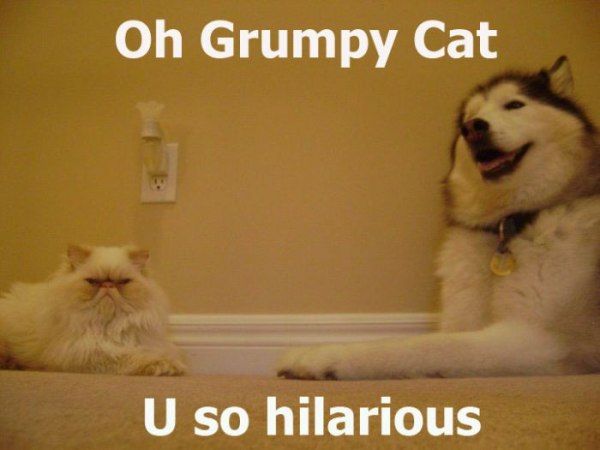 Oh_Grumpy_Cat