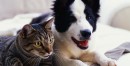 VIDEO: Heartwarming Story of a Dog Adopting a Kitten