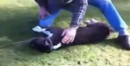 VIDEO: Man Brings Dog Back to Life